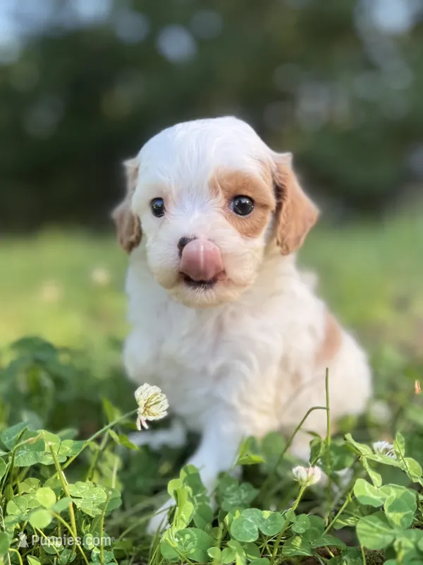 Paisley – Cavapoo puppy for sale in Atkins, AR