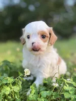 Paisley, a female Cavapoo for sale in Atkins, AR – 1 of 4