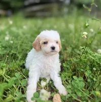 Pearl, a female Cavapoo for sale in Atkins, AR – 2 of 3
