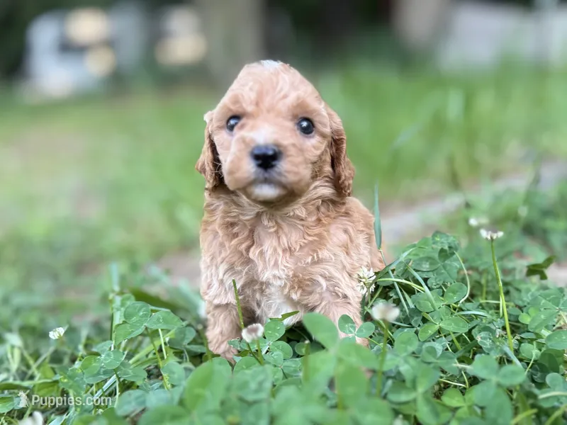 Pickles – Cavapoo puppy for sale in Atkins, AR