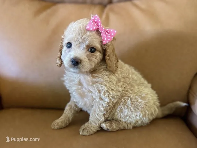 Libby – Cavapoo puppy for sale in Atkins, AR