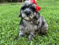 Pearl, a female Cavapoo for sale in Atkins, AR – 1 of 2