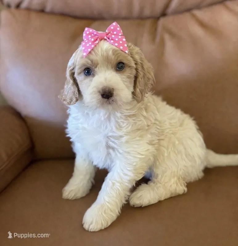 Lila – Cavapoo puppy for sale in Atkins, AR