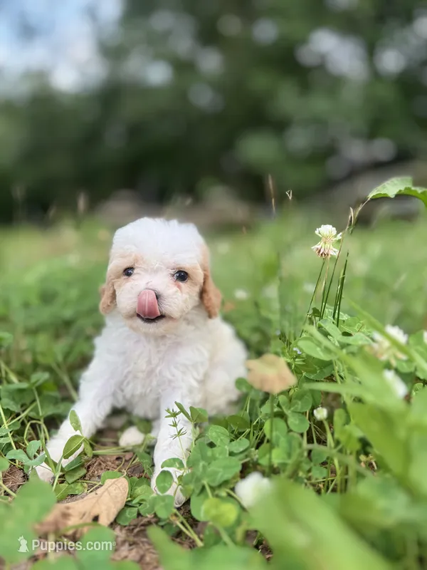 Pearl – Cavapoo puppy for sale in Atkins, AR