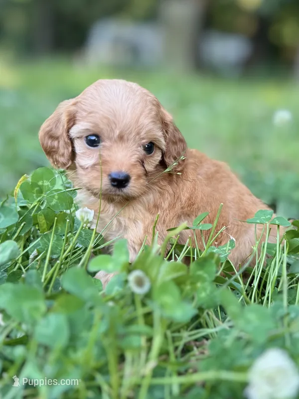 Persey – Cavapoo puppy for sale in Atkins, AR