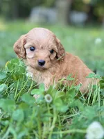 Persey, a male Cavapoo for sale in Atkins, AR – 1 of 3