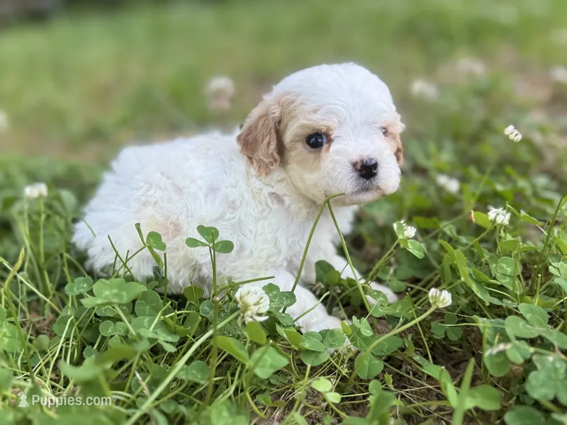 Pearl – Cavapoo puppy for sale in Atkins, AR