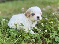 Pearl, a female Cavapoo for sale in Atkins, AR – 1 of 1
