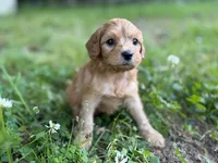 Prince, a male Cavapoo for sale in Atkins, AR – 2 of 2