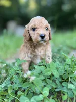 Pickles, a male Cavapoo for sale in Atkins, AR – 2 of 3
