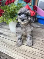 Pearl, a female Cavapoo for sale in Atkins, AR – 2 of 2