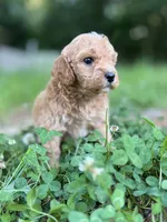 Pickles, a male Cavapoo for sale in Atkins, AR – 3 of 3
