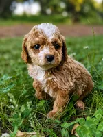 Parker, a male Cavapoo for sale in Atkins, AR – 2 of 2