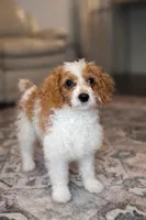 Sassy, a female Cavapoo for sale in Atkins, AR – Photo 2 of 2