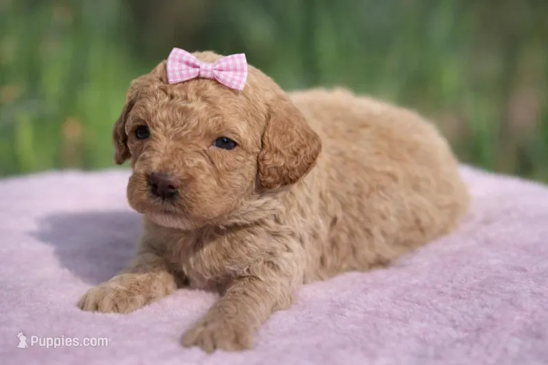 Libby  – Cavapoo puppy for sale in Atkins, AR
