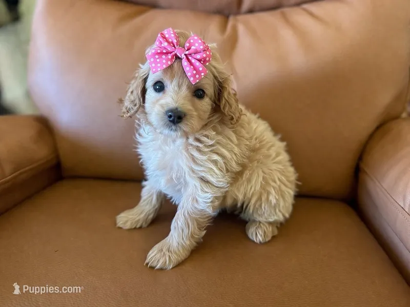 Libby  – Cavapoo puppy for sale in Atkins, AR