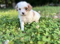 Paisley, a female Cavapoo for sale in Atkins, AR – 3 of 4