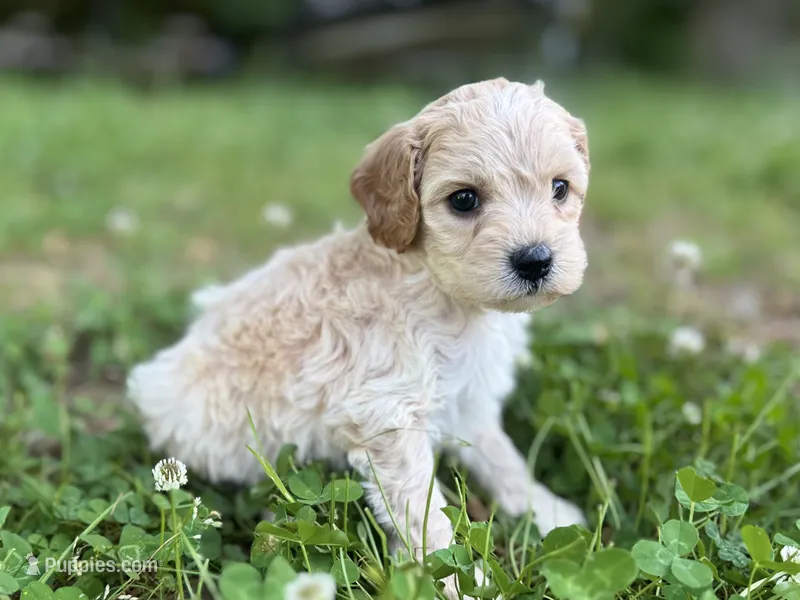 Peaches – Cavapoo puppy for sale in Atkins, AR