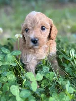 Poppy, a female Cavapoo for sale in Atkins, AR – 2 of 3
