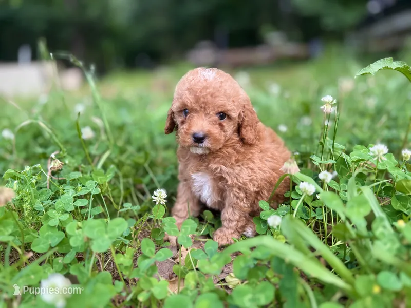 Peanut – Cavapoo puppy for sale in Atkins, AR