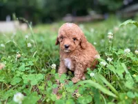 Peanut, a male Cavapoo for sale in Atkins, AR – 1 of 4