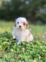 Paisley, a female Cavapoo for sale in Atkins, AR – 2 of 4