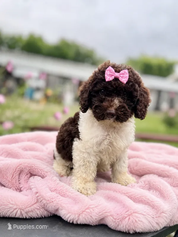 Coco – Miniature Bernedoodle puppy for sale in Atkins, AR