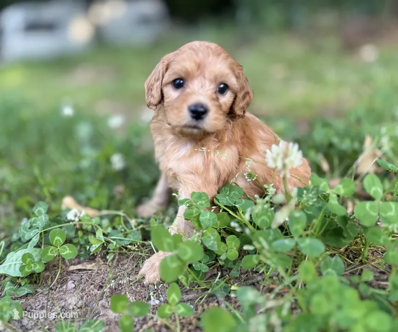 Prince – Cavapoo puppy for sale in Atkins, AR