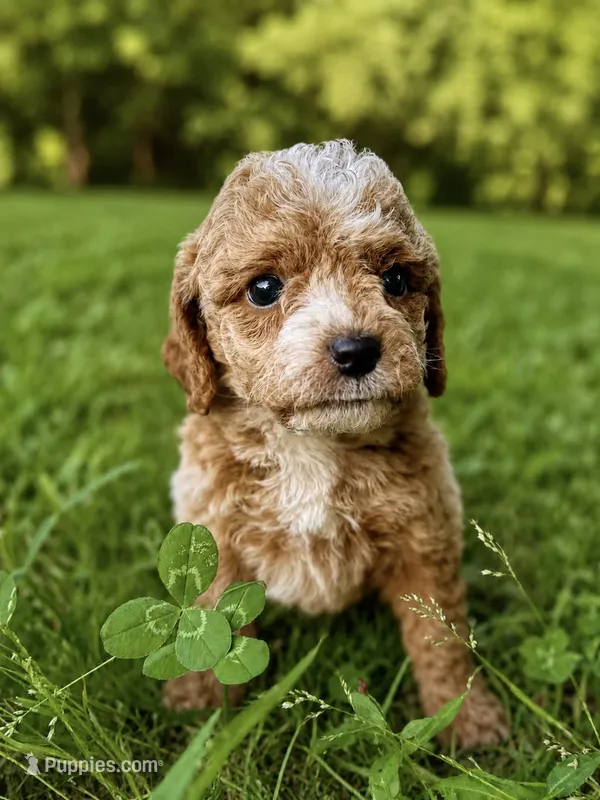Parker – Cavapoo puppy for sale in Atkins, AR
