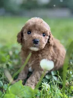 Peanut, a male Cavapoo for sale in Atkins, AR – 3 of 3