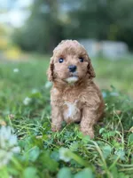 Peanut, a male Cavapoo for sale in Atkins, AR – 1 of 3