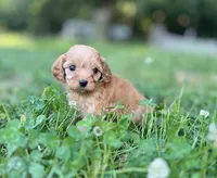 Persey, a male Cavapoo for sale in Atkins, AR – 3 of 3