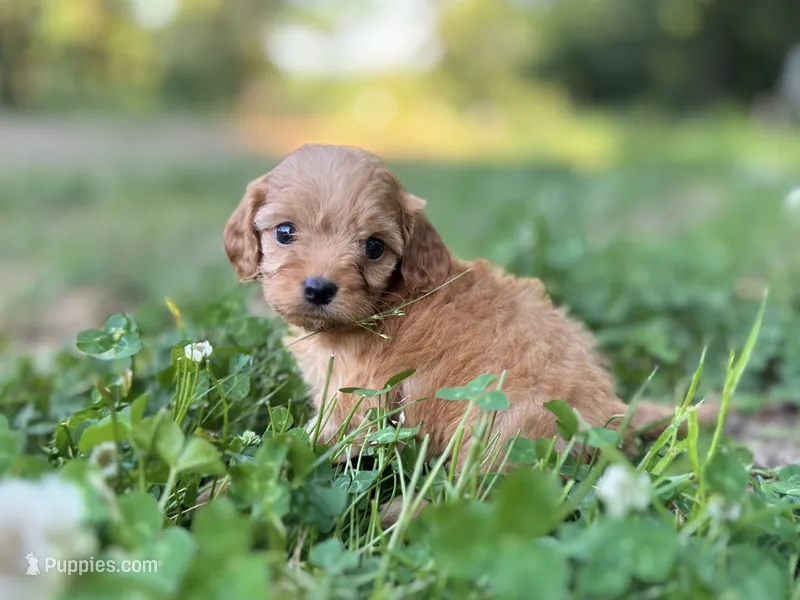 Poppy – Cavapoo puppy for sale in Atkins, AR