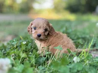 Poppy, a female Cavapoo for sale in Atkins, AR – 1 of 3