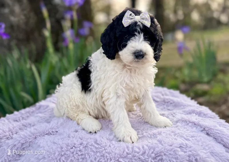 Daisey, a female Goldendoodle for sale in Atkins, AR – Photo 1 of 1