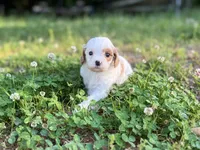 Paisley, a female Cavapoo for sale in Atkins, AR – 4 of 4