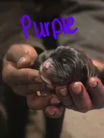 Purple, a female Boerboel for sale in Sebring, FL – Photo 3 of 4