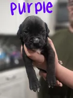 Purple, a female Boerboel for sale in Sebring, FL – Photo 1 of 4