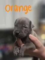 Orange, a male Boerboel for sale in Sebring, FL – Photo 1 of 4