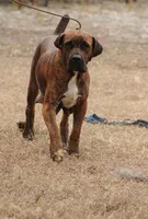 Lavender, a female Boerboel for sale in Sebring, FL – Photo 3 of 4