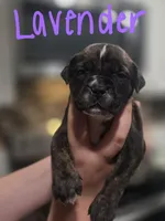 Lavender, a female Boerboel for sale in Sebring, FL – Photo 1 of 4