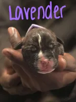 Lavender, a female Boerboel for sale in Sebring, FL – Photo 2 of 4