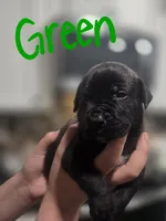 Green, a male Boerboel for sale in Sebring, FL – Photo 1 of 4