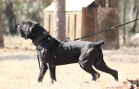 Pink, a female Boerboel for sale in Sebring, FL – Photo 4 of 4