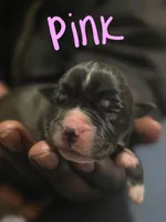 Pink, a female Boerboel for sale in Sebring, FL – Photo 2 of 4