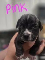 Pink, a female Boerboel for sale in Sebring, FL – Photo 1 of 4