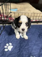 Honey, a male Cavalier King Charles Spaniel for sale in Dewitt, MI – 5 of 7