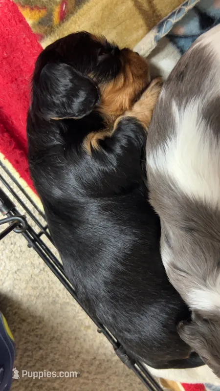 Oscar – Cavalier King Charles Spaniel puppy for sale in Dewitt, MI