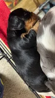Oscar, a male Cavalier King Charles Spaniel for sale in Dewitt, MI – 1 of 6