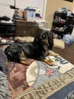 Boone, a male Cavalier King Charles Spaniel for sale in Dewitt, MI – 3 of 7